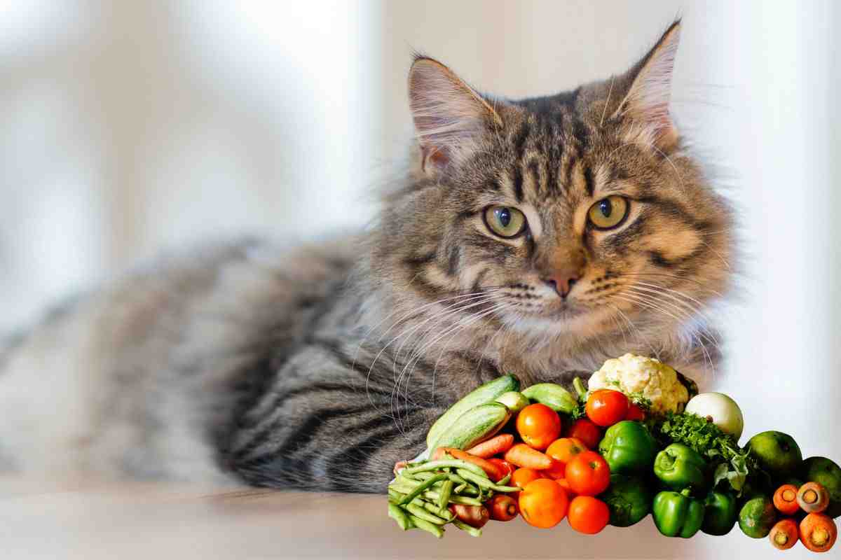 gatto e ortaggi